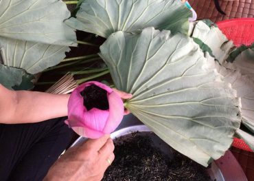 Trà ướp hoa sen An Lạc hút khách Hà Thành