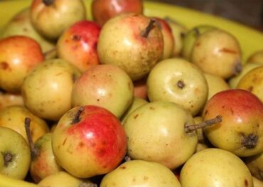 Ngâm rượu táo mèo ngon và trị bệnh giúp trường sinh